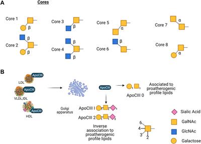 An Overview of Glycosylation and its Impact on Cardiovascular Health and Disease